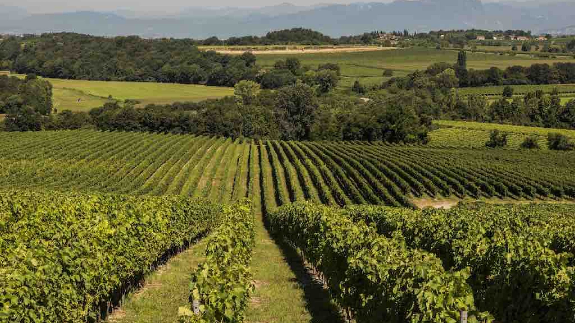 Les vignes de la région de Vérone de Monte del Frà