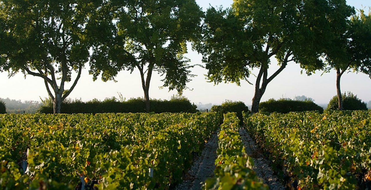 Les vignes du Château Chasse-Spleen.