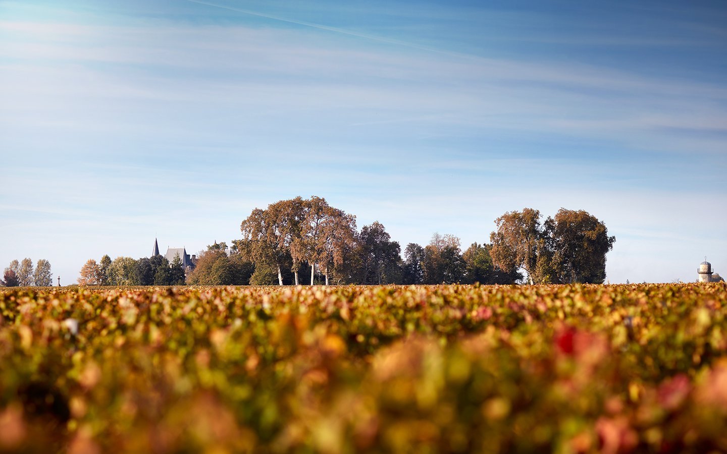 Les vignes de Pauillac