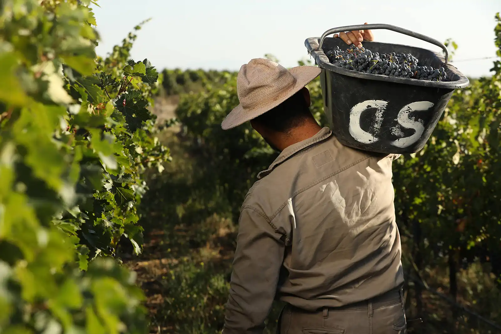 Les vendanges de La Coste de Los Andes se font entièrement à la main.